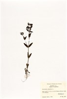 藏品(北美茜草屬)的圖片